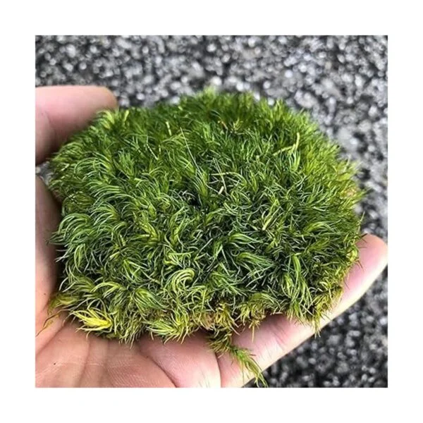 Prefleur Cojín de musgo preservado de poste verde natural_2