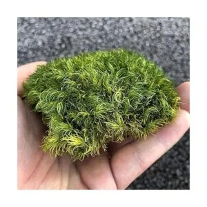 Prefleur Cojín de musgo preservado de poste verde natural_3