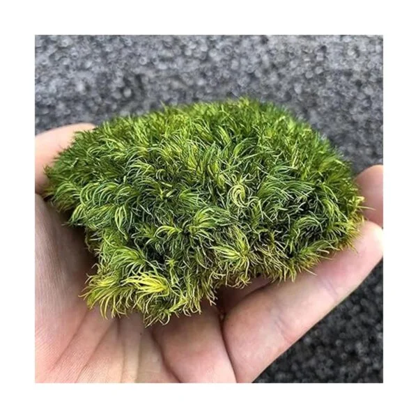 Prefleur Cojín de musgo preservado de poste verde natural_3