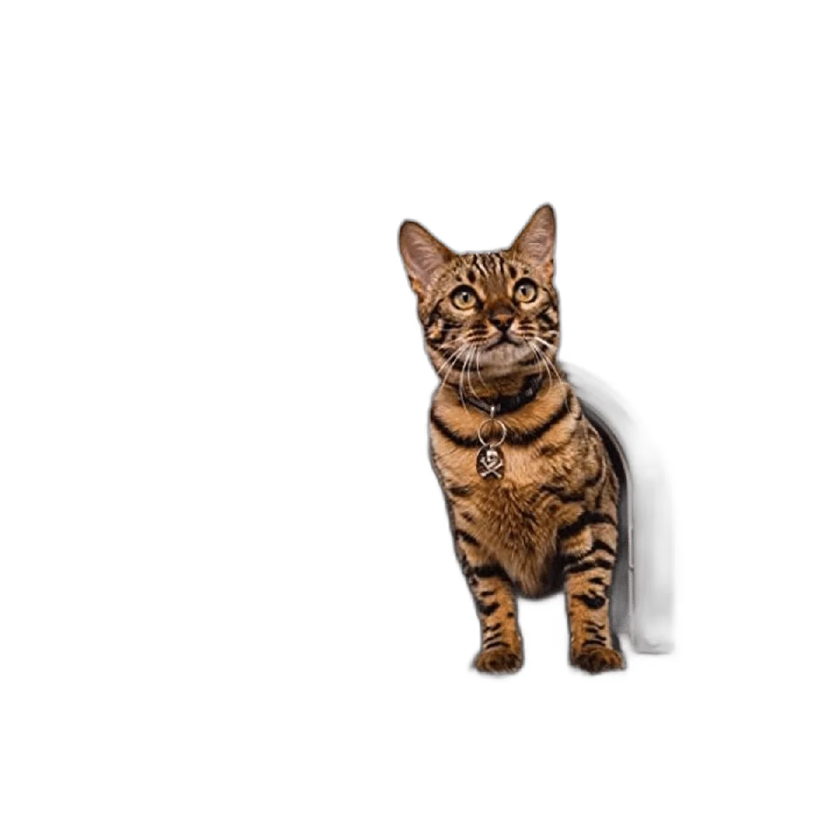 Puerta interior para gatos puerta de gato sin solapa para_1