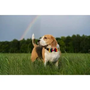 PET SHOW Wholesale 50pcs Small Dogs Collar Attachment Bow_2