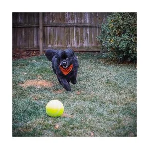 Pet Fit For Life Juguete de rociador de fuente de agua_5