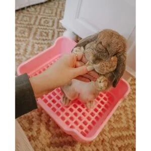 HoppScotch.bun Caja de arena grande para conejos con_4