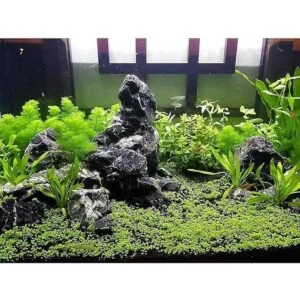 LANDEN Nature Stones for Aquascaping Rocks for Aquarium_7