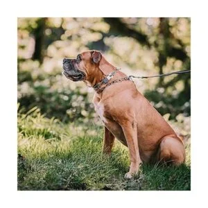 Herm Sprenger Collar de perro de acero inoxidable con_7