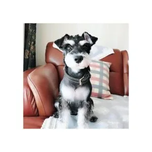 Collar de cuero para perros grandes aspecto moderno y_6