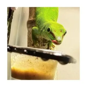 QIHYCUF 100 tazas pequeñas de plástico para alimentos y_4