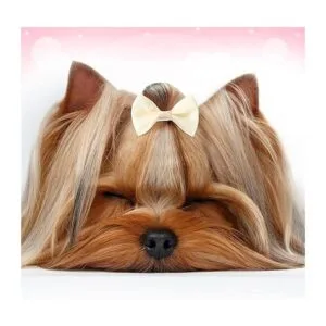 Janinka 32 lazos para el pelo de perro con bandas de goma_7