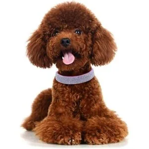 Collar de perro con diamantes de imitación de diamantes de_2