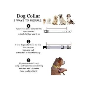 RosesPoetry Collar reflectante para perro con violeta_5