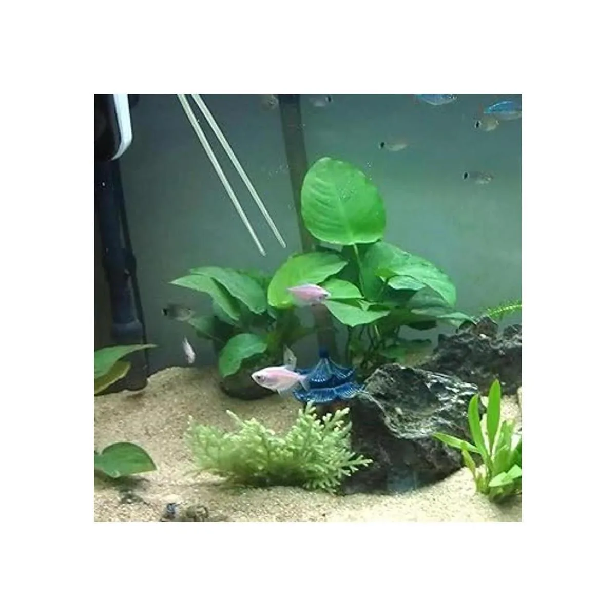 Pinzas extra largas de acero inoxidable pulido de 10.6_7