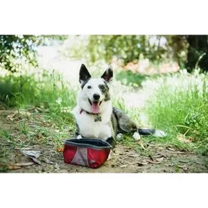 ZippyPaws Cuenco portátil de aventura al aire libre para_6
