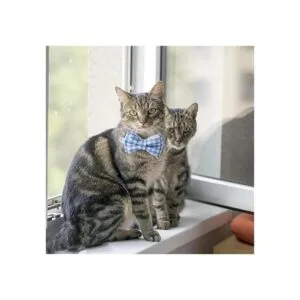 AIITLE Collar de gato con bonita pajarita y campana_5