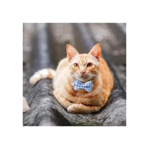 AIITLE Collar de gato con bonita pajarita y campana_4