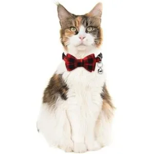 Collar de gato de Navidad Halloween Día de Acción de_4