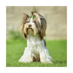 Mewtogo 30 unids15 pares de lazos de pelo de perro con_3