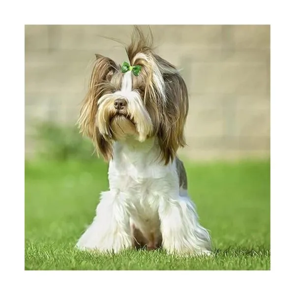 Mewtogo 30 unids15 pares de lazos de pelo de perro con_3