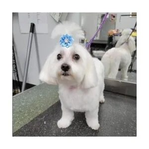 Petbuy 20 pares de horquillas para el pelo de perro Yorkie_7