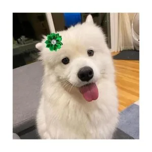 Petbuy 20 pares de horquillas para el pelo de perro Yorkie_6