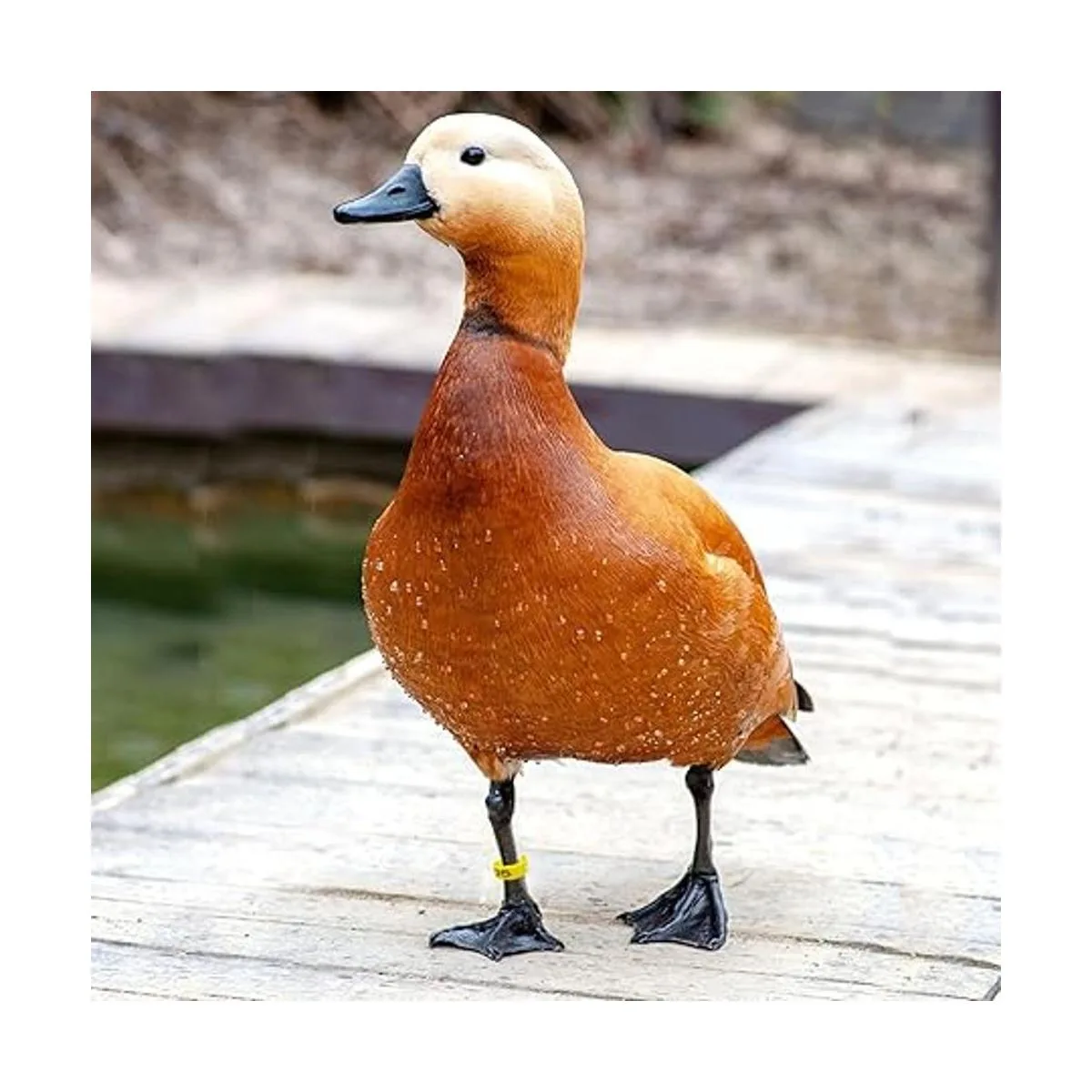 Mivofun 60 anillos numerados para patas de pollo 6_6