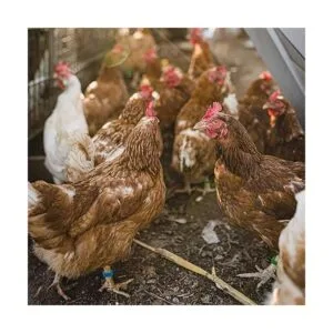 Mivofun 60 anillos numerados para patas de pollo 6_7