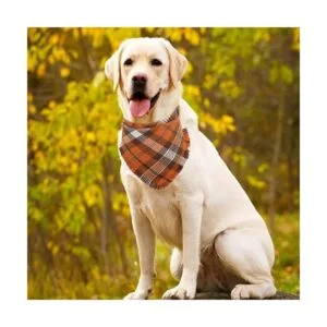 Bandana de otoño para perro otoño Acción de Gracias_5