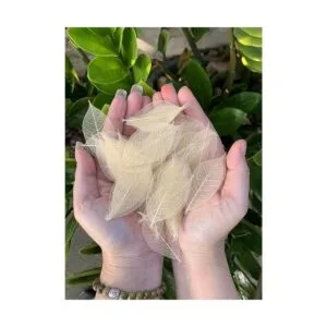 200 piezas pequeñas de 2 a 3.5 pulgadas de árbol de goma_3