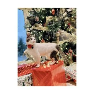 BoomBone Collar de gato de Navidad dije de collar de_5