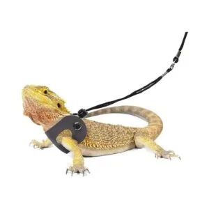 POLKASTORE Arnés de dragón barbudo y correa ajustable S_6