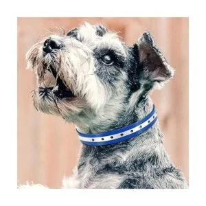 PetJoy Correa de collar para perro collar de repuesto_3