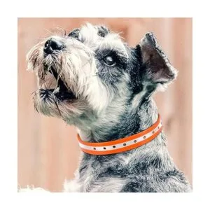 PetJoy Correa de collar para perro collar de repuesto_4