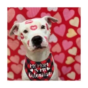 Bufanda de perro para el día de San Valentín bandana a_2