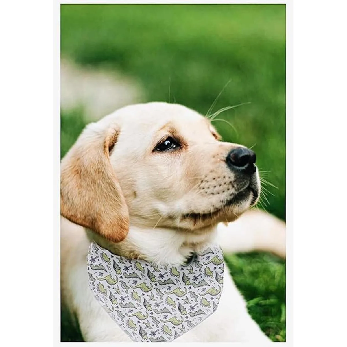 ARING PET Pañuelo de algodón para perro pañuelo_5