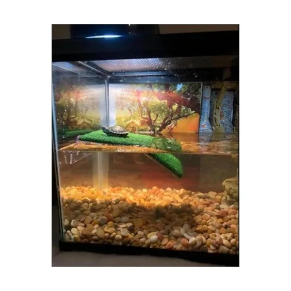 alfyng Plataforma de tortugas pequeña rampa de tortuga_7