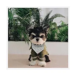 ARING PET Pañuelo de algodón para perro pañuelo_4