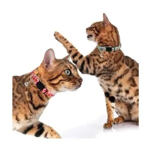 Collar de gato de frutas con campanilla de seguridad_6