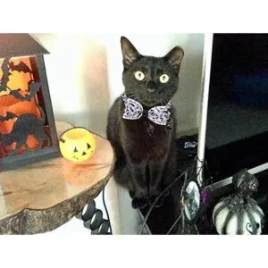 Halloween Cat Collar Bowtie Spooky Kitten Collar with_3