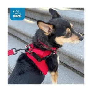 Best Pet Supplies Voyager Clip de seguridad para collar_5