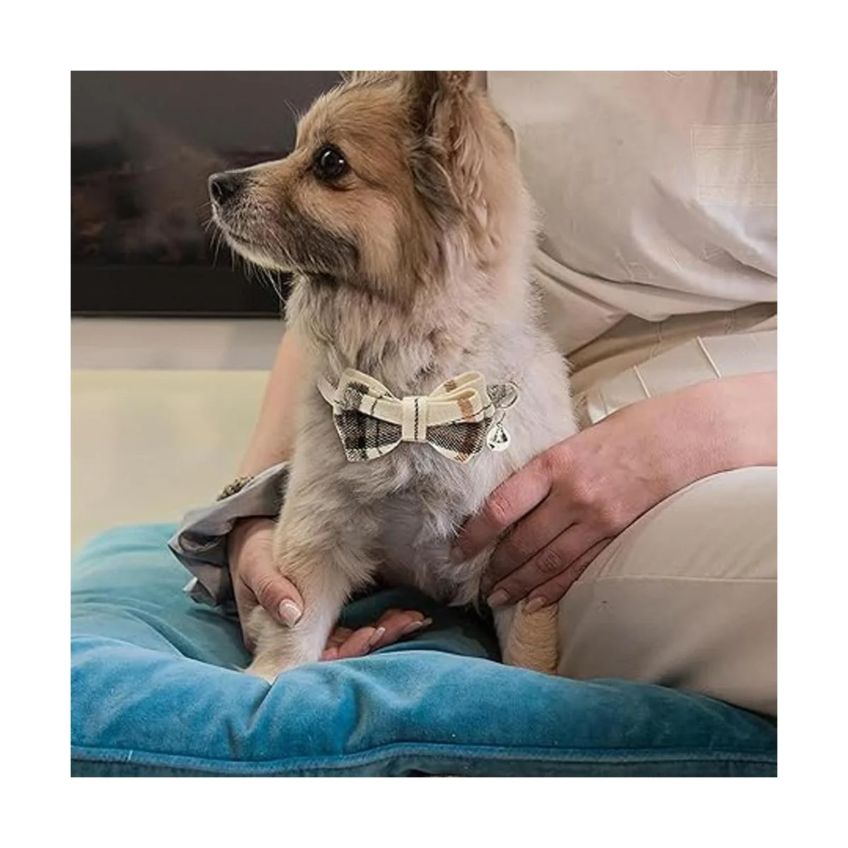 JVVGPET Breakaway Collares de gato Lindo collar de gato_7