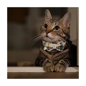 JVVGPET Breakaway Collares de gato Lindo collar de gato_5