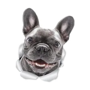 Winston Bear Adhesivos de pared para perro diseño de_1