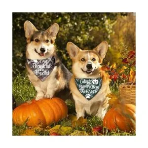 Paquete de 3 bandanas para perros de Acción de Gracias_5