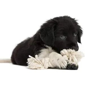 EDOBLUE 100 cuerda de algodón trenzado 12 25 pies_6