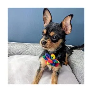 Huxley Kent Molinillo para mascotas Igualdad del_5