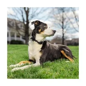 PetSafe 34 Replacement Collar Strap with no holes for_3