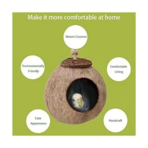 Cabaña de cáscara de coco de cangrejo ermitaño con_3