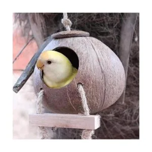 Cabaña de cáscara de coco de cangrejo ermitaño con_6