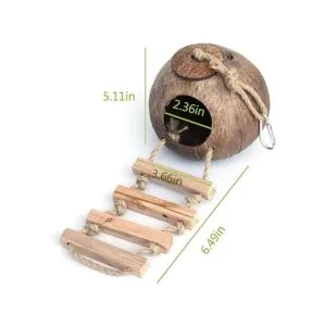 Cabaña de cáscara de coco de cangrejo ermitaño con_4