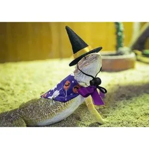 Vehomy Disfraz de bruja de dragón barbudo de Halloween_5