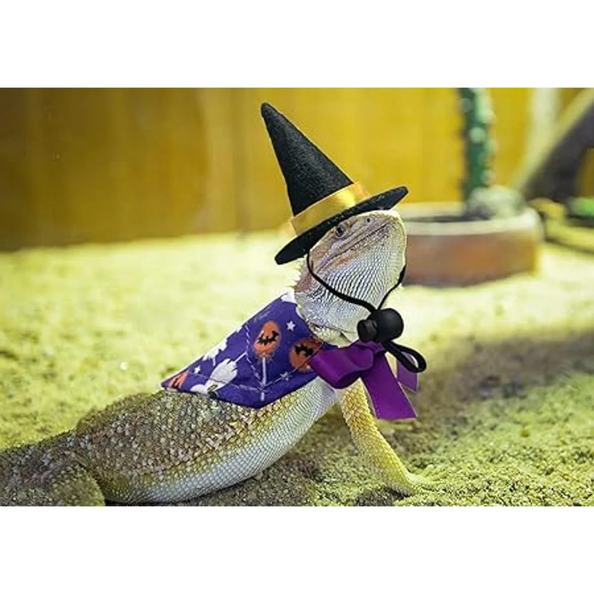 Vehomy Disfraz de bruja de dragón barbudo de Halloween_5